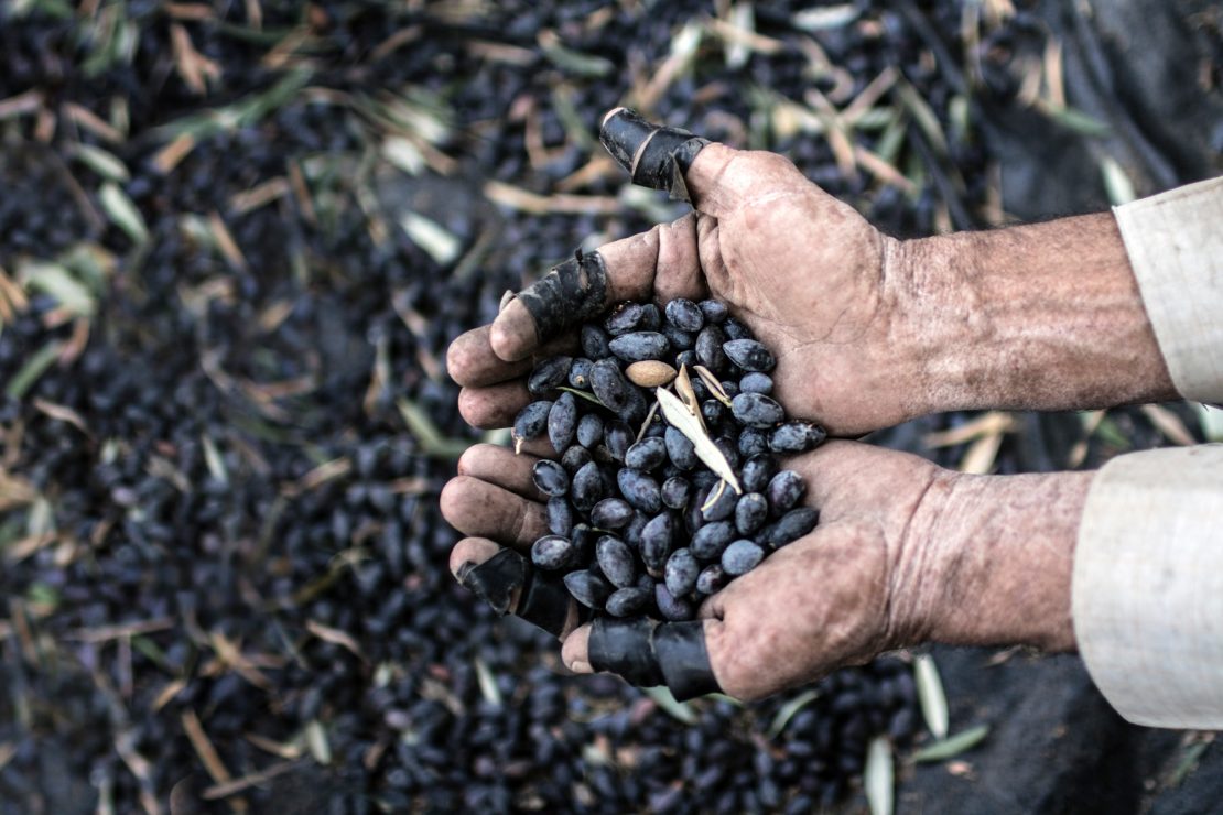 Los aceituneros de Hebrón