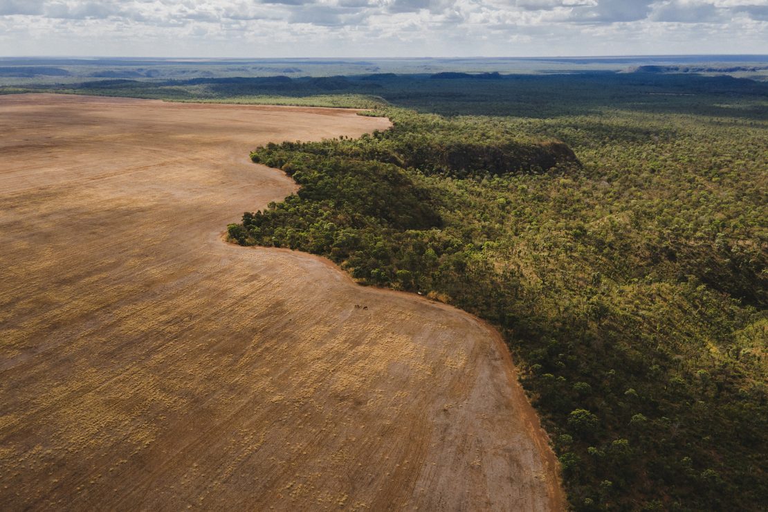 Un desierto verde en Brasil