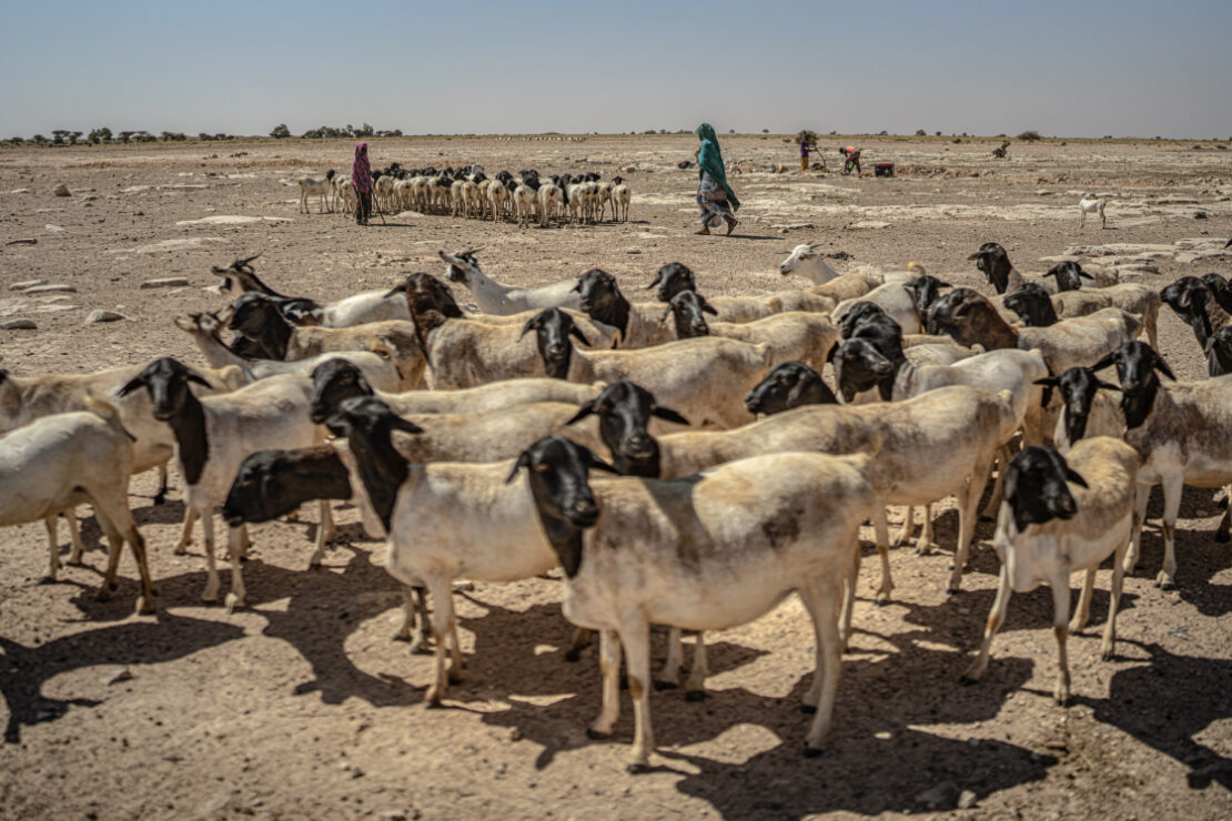 Sequía en el Cuerno de África