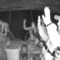 Las fuerzas israelíes interceptan la Global Summud Flotilla 